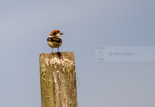 AVERLA CAPIROSSA, Woodchat Shrike, Lanius senator