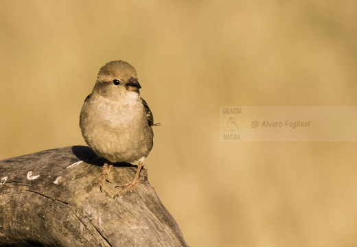 PASSERA EUROPEA, House sparrow, Passer domesticus