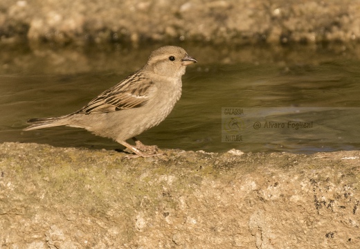 PASSERA SARDA, Spanish sparrow, Passer hispaniolensis