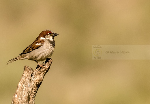 PASSERA EUROPEA, House sparrow, Passer domesticus