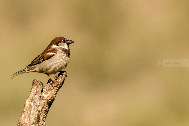 PASSERA SARDA, Spanish sparrow, Passer hispaniolensis
