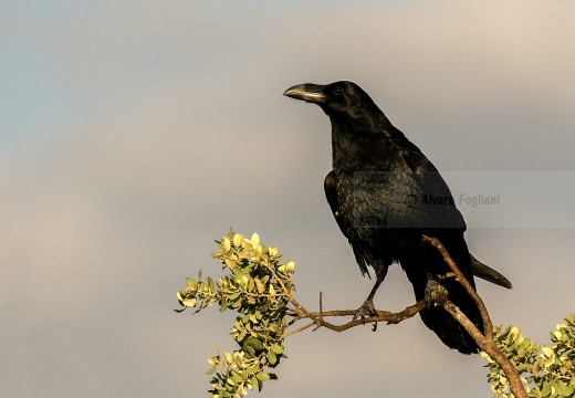 CORVO IMPERIALE - Raven - Corvus corax 