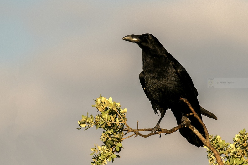CORVO IMPERIALE - Raven - Corvus corax 