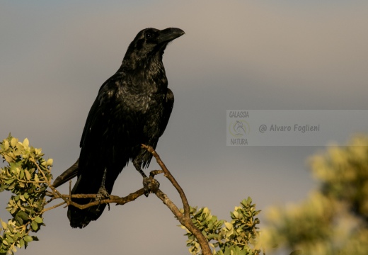 CORVO IMPERIALE - Raven - Corvus corax