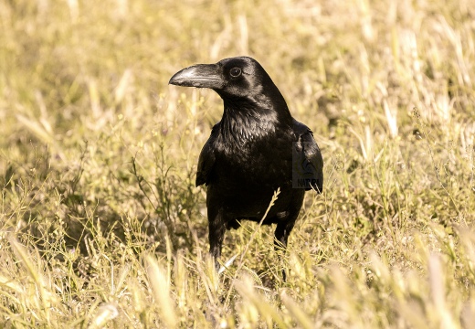 CORVO IMPERIALE - Raven - Corvus corax