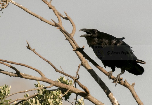 CORVO IMPERIALE - Raven - Corvus corax