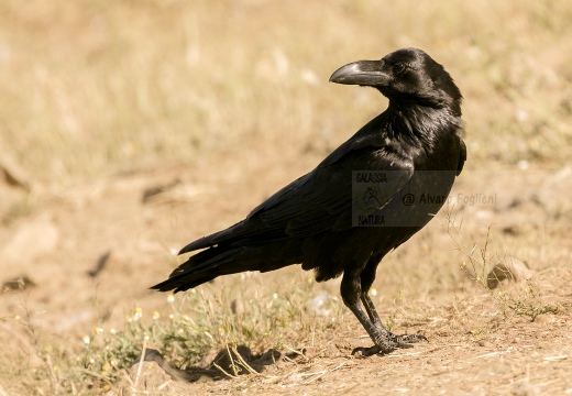 CORVO IMPERIALE - Raven - Corvus corax