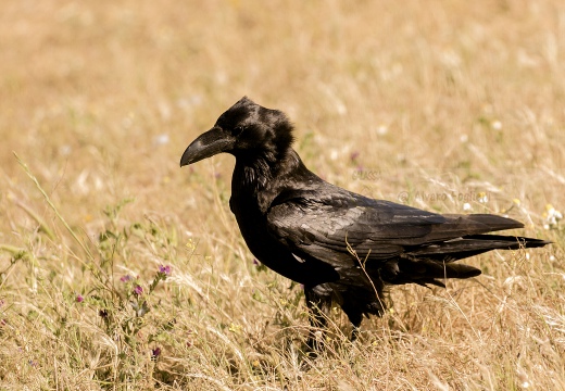 CORVO IMPERIALE - Raven - Corvus corax