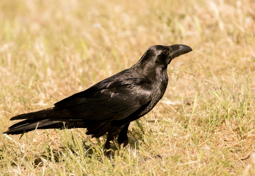 CORVO IMPERIALE - Raven - Corvus corax