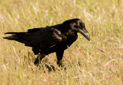 CORVO IMPERIALE - Raven - Corvus corax