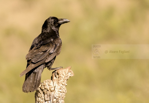 CORVO IMPERIALE - Raven - Corvus corax