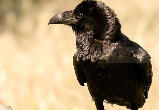 CORVO IMPERIALE - Raven - Corvus corax