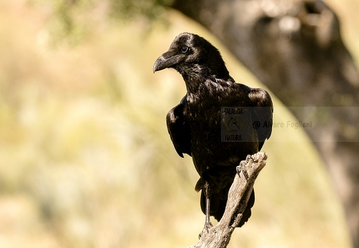 CORVO IMPERIALE - Raven - Corvus corax