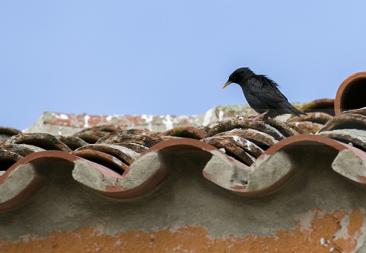 Storno nero