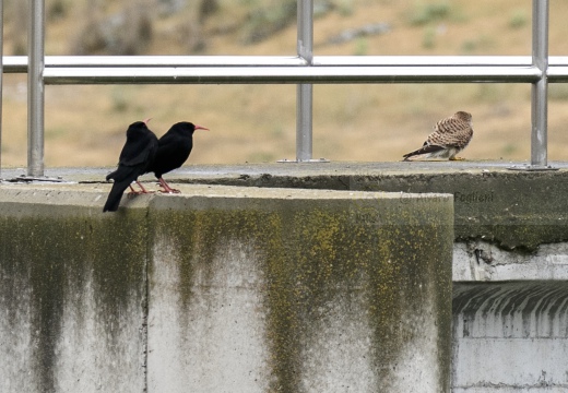 GRACCHIO CORALLINO, Chough, Pyrrhocorax pyrrhocorax