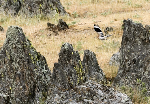 UPUPA, Hoopoe, Upupa epops 