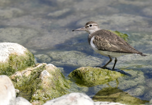 PIRO PIRO PICCOLO, Common Sandpiper, Actitis hypoleucos