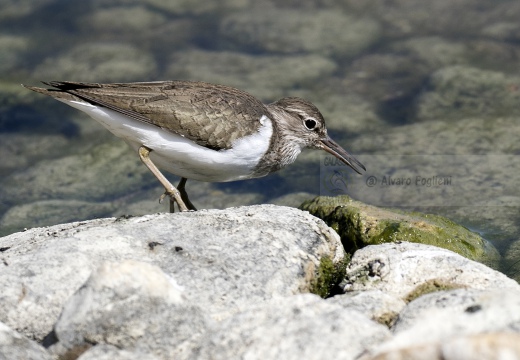 PIRO PIRO PICCOLO, Common Sandpiper, Actitis hypoleucos