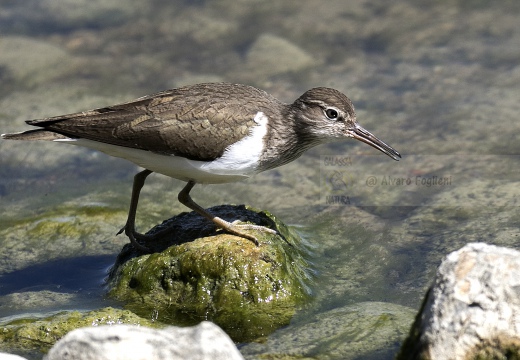 PIRO PIRO PICCOLO, Common Sandpiper, Actitis hypoleucos