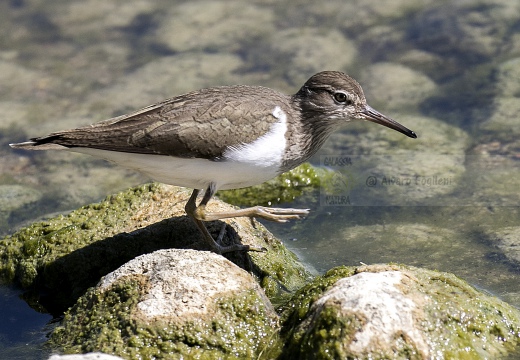 PIRO PIRO PICCOLO, Common Sandpiper, Actitis hypoleucos