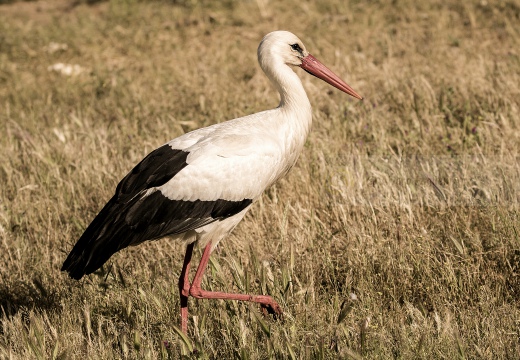 CICOGNA BIANCA, White Stork, Ciconia ciconia