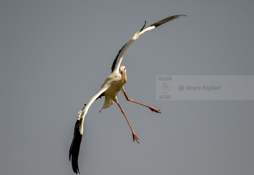 CICOGNA BIANCA, White Stork, Ciconia ciconia