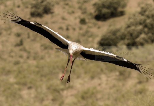 CICOGNA BIANCA, White Stork, Ciconia ciconia