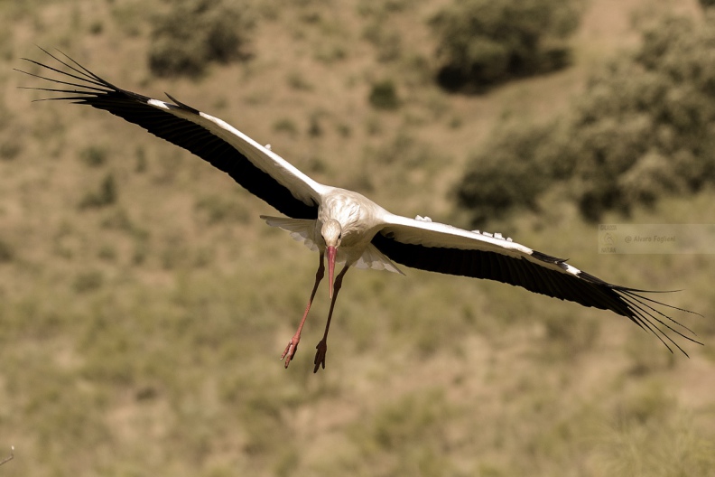 CICOGNA BIANCA, White Stork, Ciconia ciconia