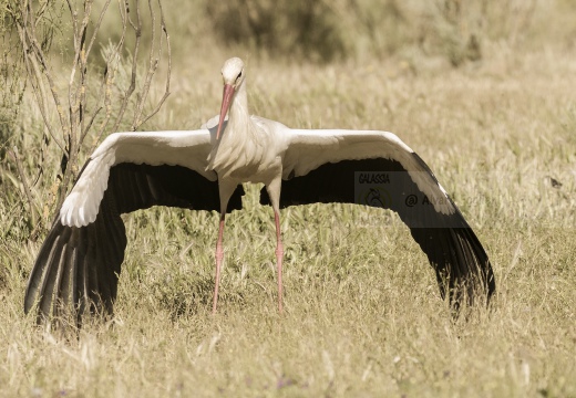 CICOGNA BIANCA, White Stork, Ciconia ciconia