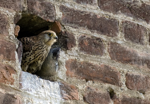 GHEPPIO, Kestrel, Falco tinnunculus 