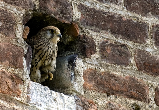 GHEPPIO, Kestrel, Falco tinnunculus 