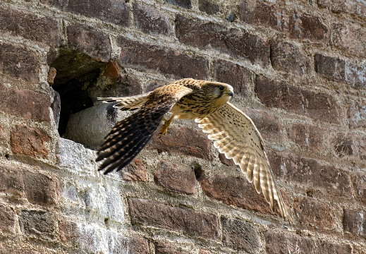 GHEPPIO, Kestrel, Falco tinnunculus 