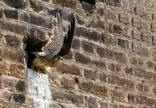 GHEPPIO, Kestrel, Falco tinnunculus 