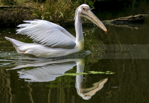 PELLICANO BIANCO; Great white pelican; Pelecanus onocrotalus - Località: Hessen (D)