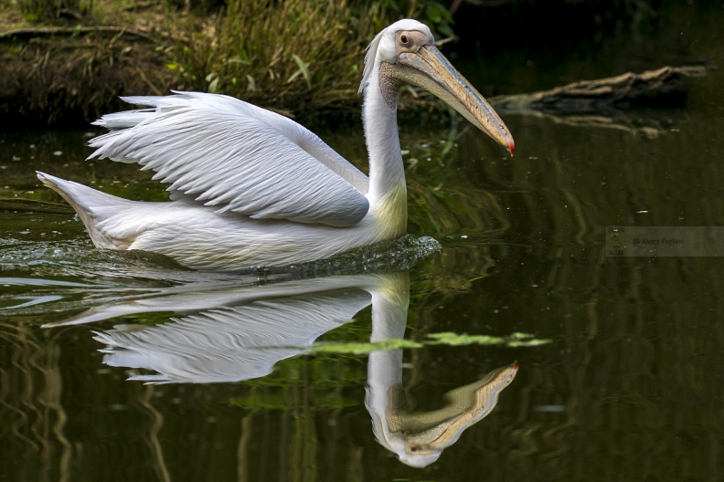 PELLICANO BIANCO; Great white pelican; Pelecanus onocrotalus - Località: Hessen (D)