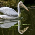 PELLICANO BIANCO; Great white pelican; Pelecanus onocrotalus - Località: Hessen (D)