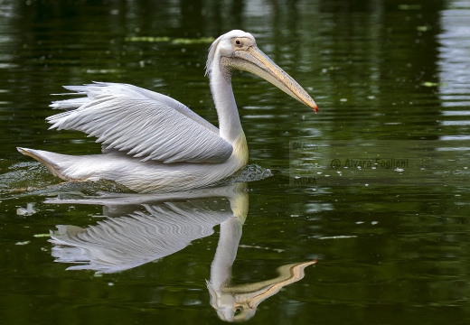 PELLICANO BIANCO; Great white pelican; Pelecanus onocrotalus - Località: Hessen (D)