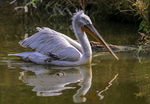 PELLICANO RICCIO, Dalmatian pelican, Pelecanus crispus - Località: Hessen (D)