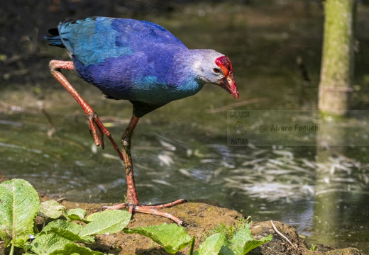 POLLO SULTANO, Purple Swamphen, Porphyrio porphyrio - Luogo: Estremadura (E)