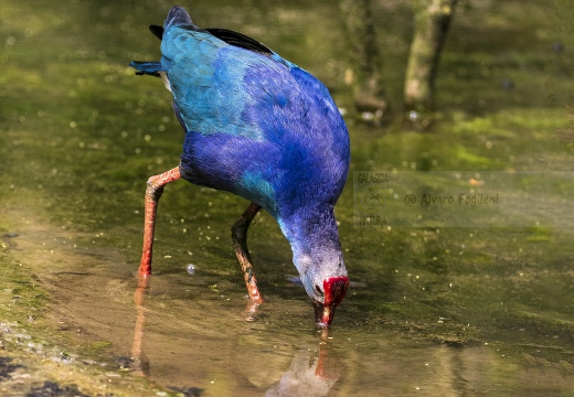 POLLO SULTANO, Purple Swamphen, Porphyrio porphyrio - Luogo: Estremadura (E)