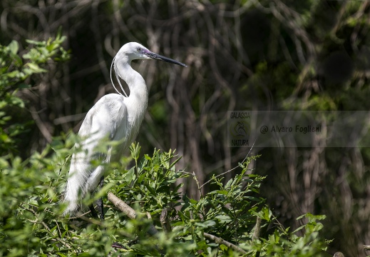 AIRONE BIANCO MAGGIORE, Great Egret, Egretta alba - Luogo: Garzaia "Lago di Sartirana" - Sartirana (PV) - Autore: Alvaro