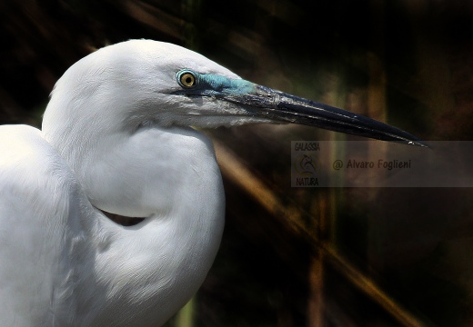 AIRONE BIANCO MAGGIORE, Great Egret, Egretta alba - I colori della stagione riproduttiva