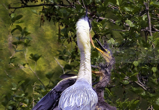 AIRONE CENERINO - Grey Heron - Ardea cinerea - Luogo: Garzaia di Celpenchio (PV) - Autore: Claudia