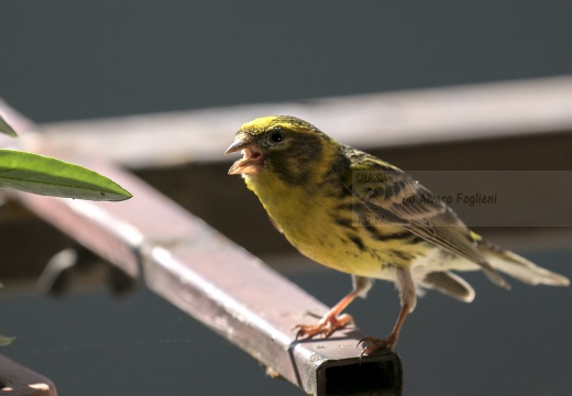 VERZELLINO - Serin - Serinus serinus