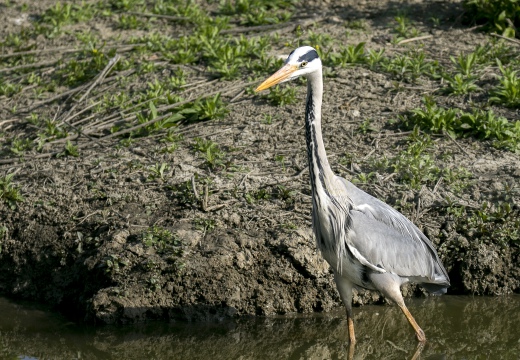 AIRONE CENERINO, Grey Heron, Ardea cinerea