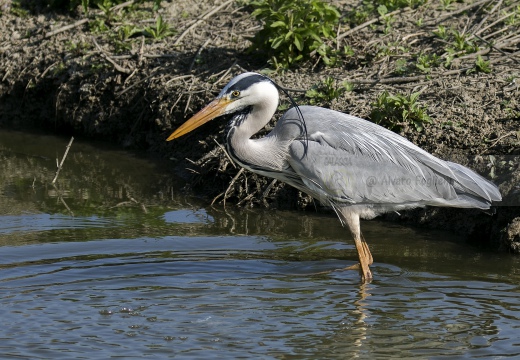AIRONE CENERINO, Grey Heron, Ardea cinerea
