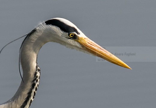 AIRONE CENERINO, Grey Heron, Ardea cinerea
