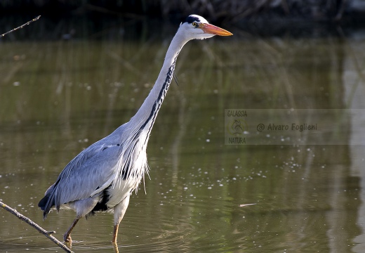 AIRONE CENERINO, Grey Heron, Ardea cinerea
