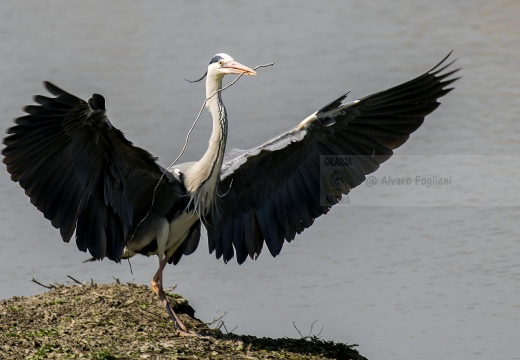 AIRONE CENERINO, Grey Heron, Ardea cinerea