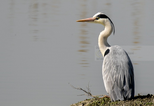 AIRONE CENERINO, Grey Heron, Ardea cinerea